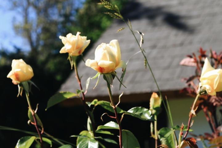 Hosteria Las Nieves Villa La Angostura Zewnętrze zdjęcie